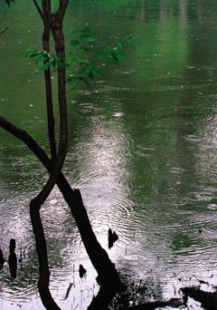 springphoto240