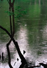 springphoto240